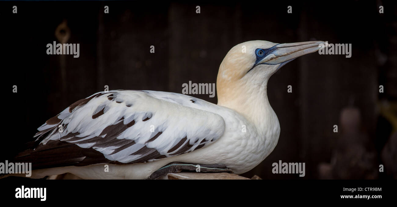 Profil anzeigen von einem Tölpel Vogel Stockfoto