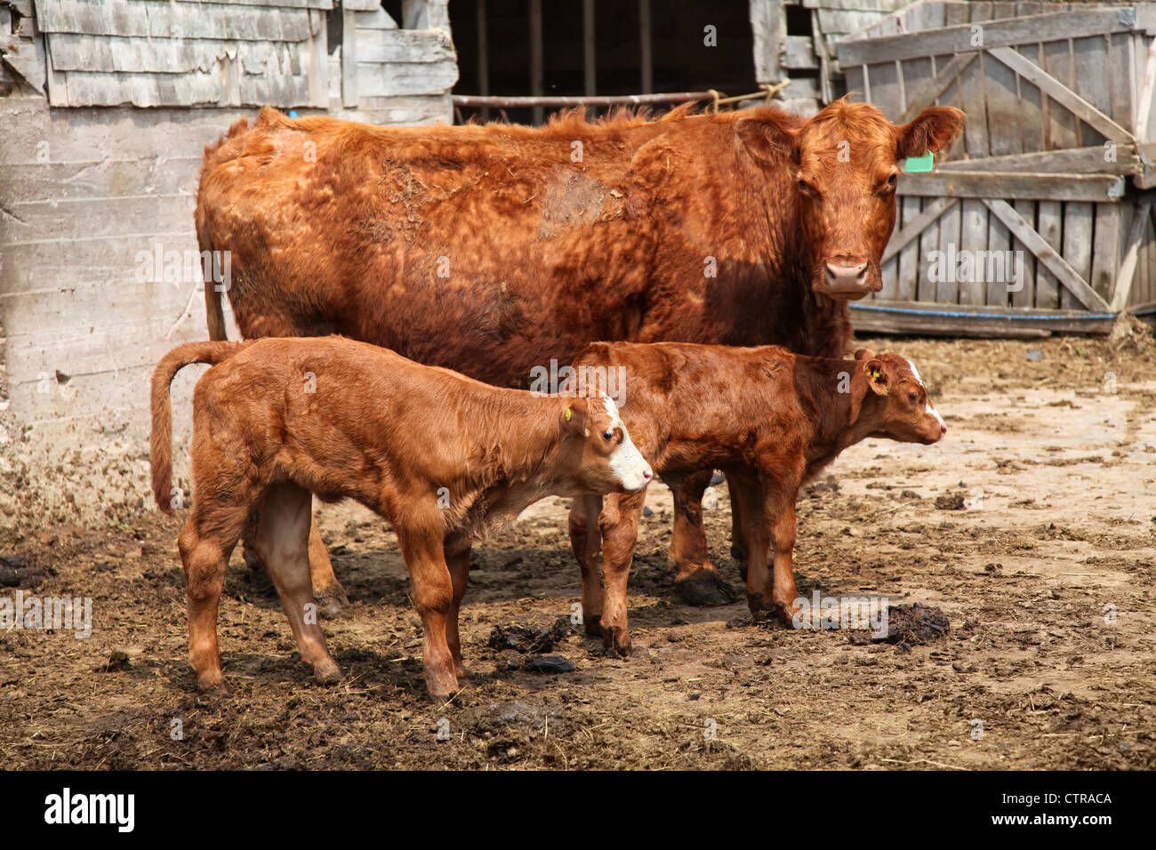 Limousin Kälber und Kuh in Hof. Stockfoto