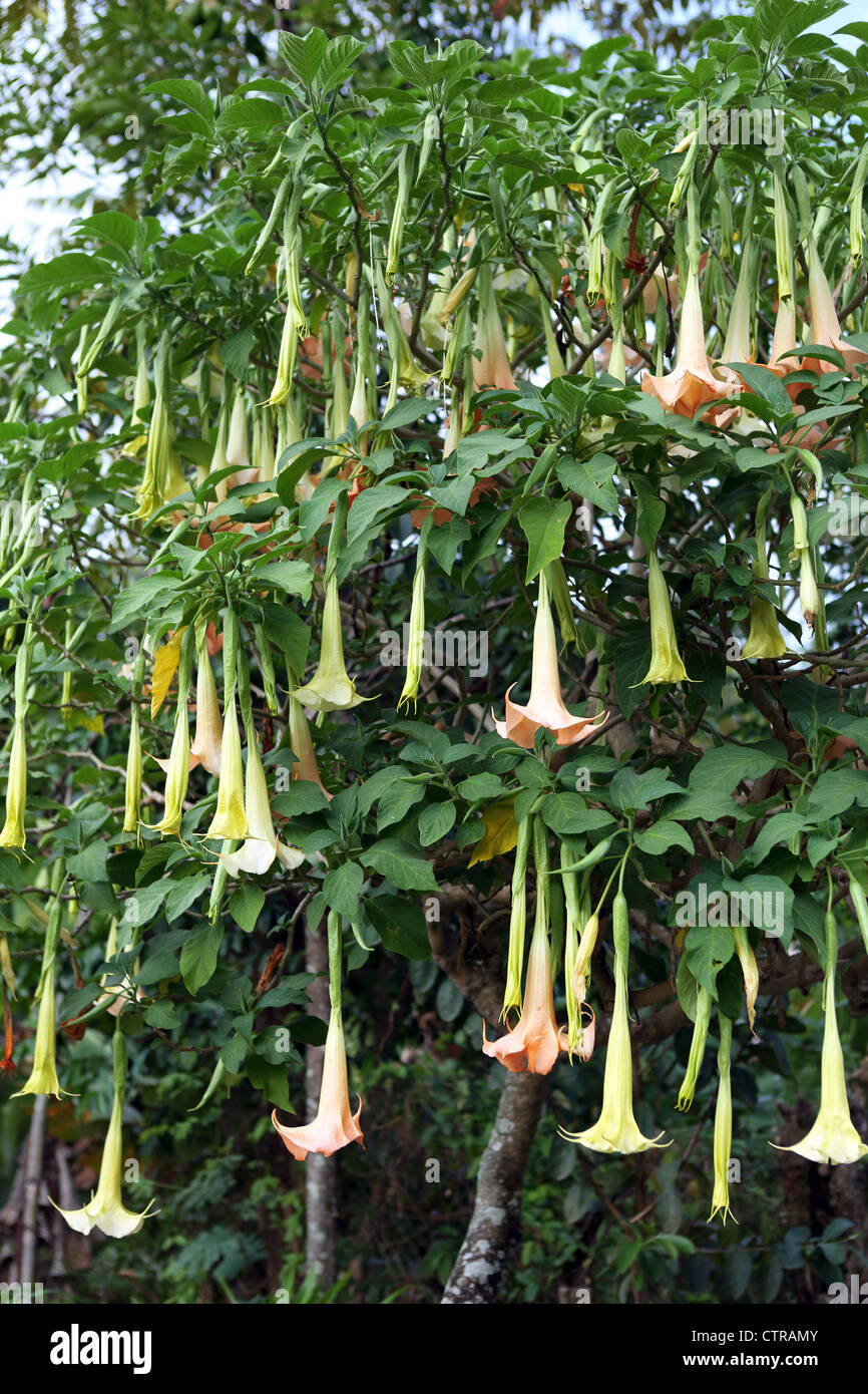 Blühende Pflanze auch bekannt als Engelstrompeten Datura oder Moonflowers. Stockfoto