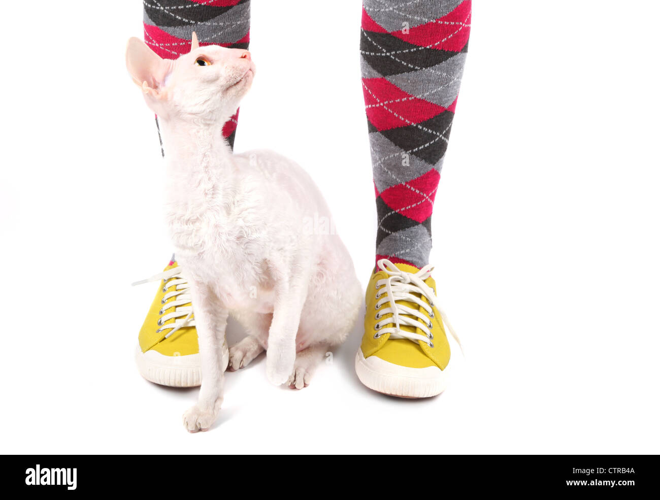 Cornish Rex-Katze und einige extravagante Sneakers und Socken. Stockfoto