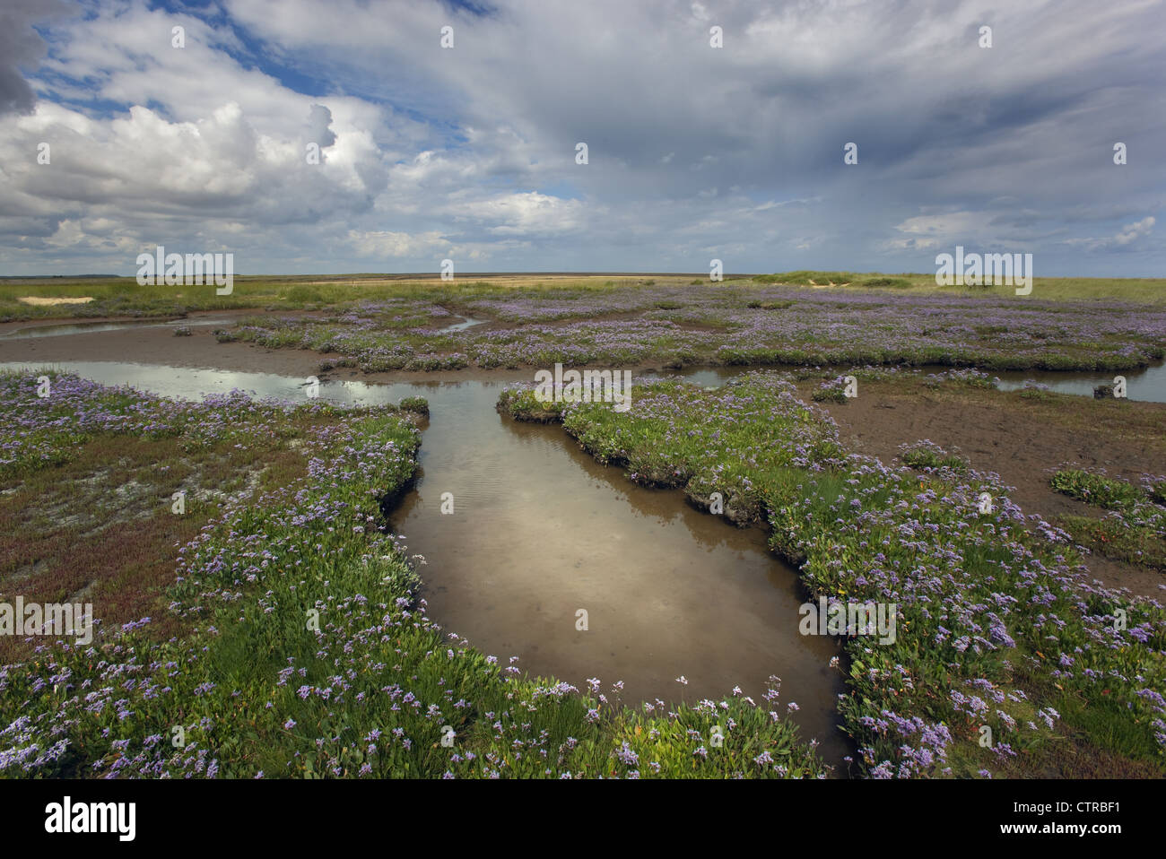 Strandflieder Limonium Vulgare Wareham Sümpfe Norfolk UK Juli Stockfoto