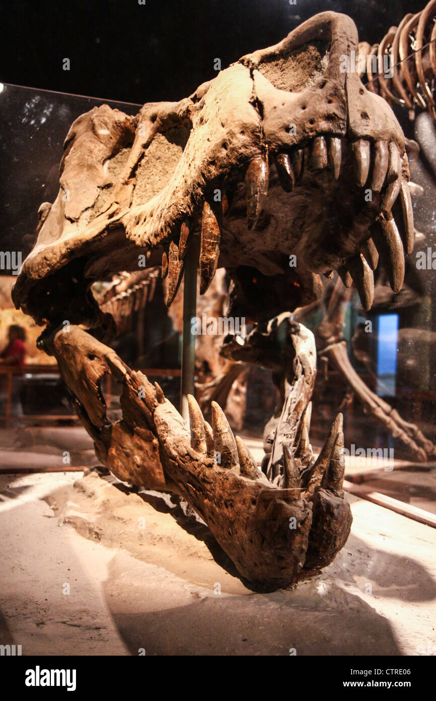 T-Rex Dinosaurier-Skelett Stockfoto