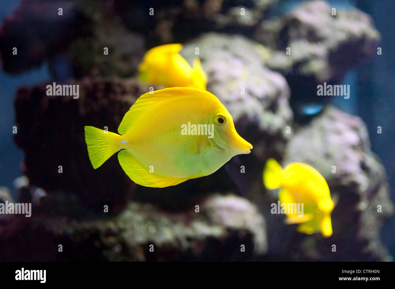 Gelbe Tang Fische in einem Aquarium Stockfoto