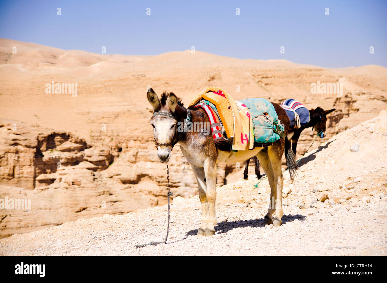 Esel an der Leine in Judäa Wüste Stockfoto