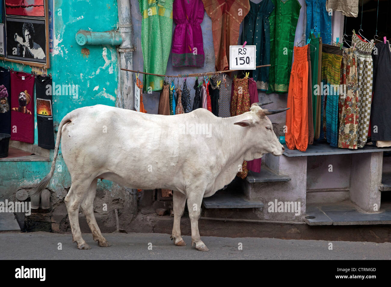 Heilige Kuh in der Einkaufsstraße von Udaipur, Rajasthan, Indien Stockfoto