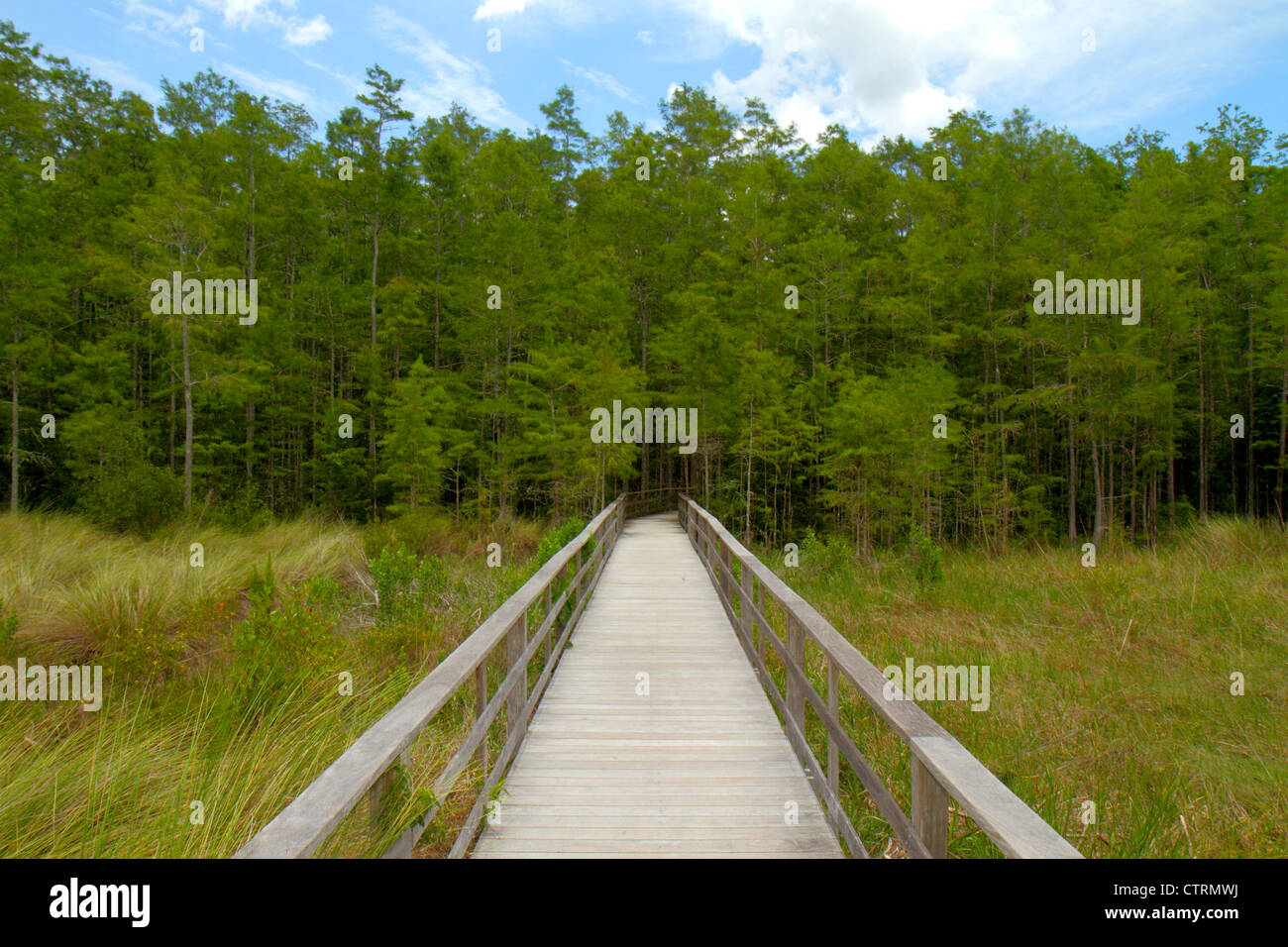 Florida, Collier County, Naples, Everglades, Corkscrew Swamp Sanctuary & Blair Audubon Center, Preserve, Wasserscheide, Naturpromenade, größter verbleibender Stand Stockfoto