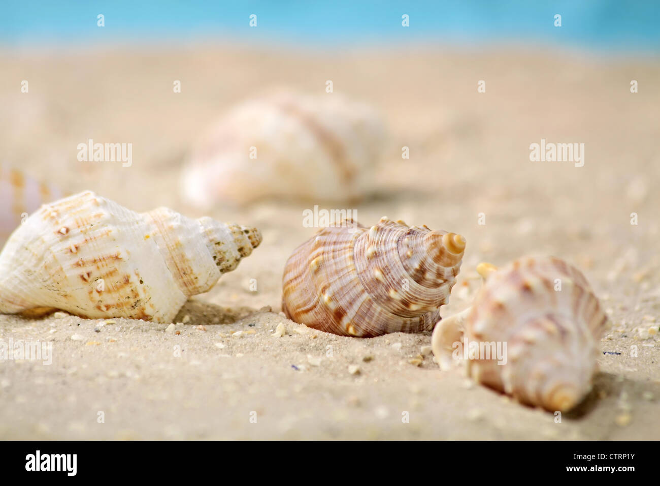 Nahaufnahme von Meeresschnecken in den Sand am Strand Stockfoto