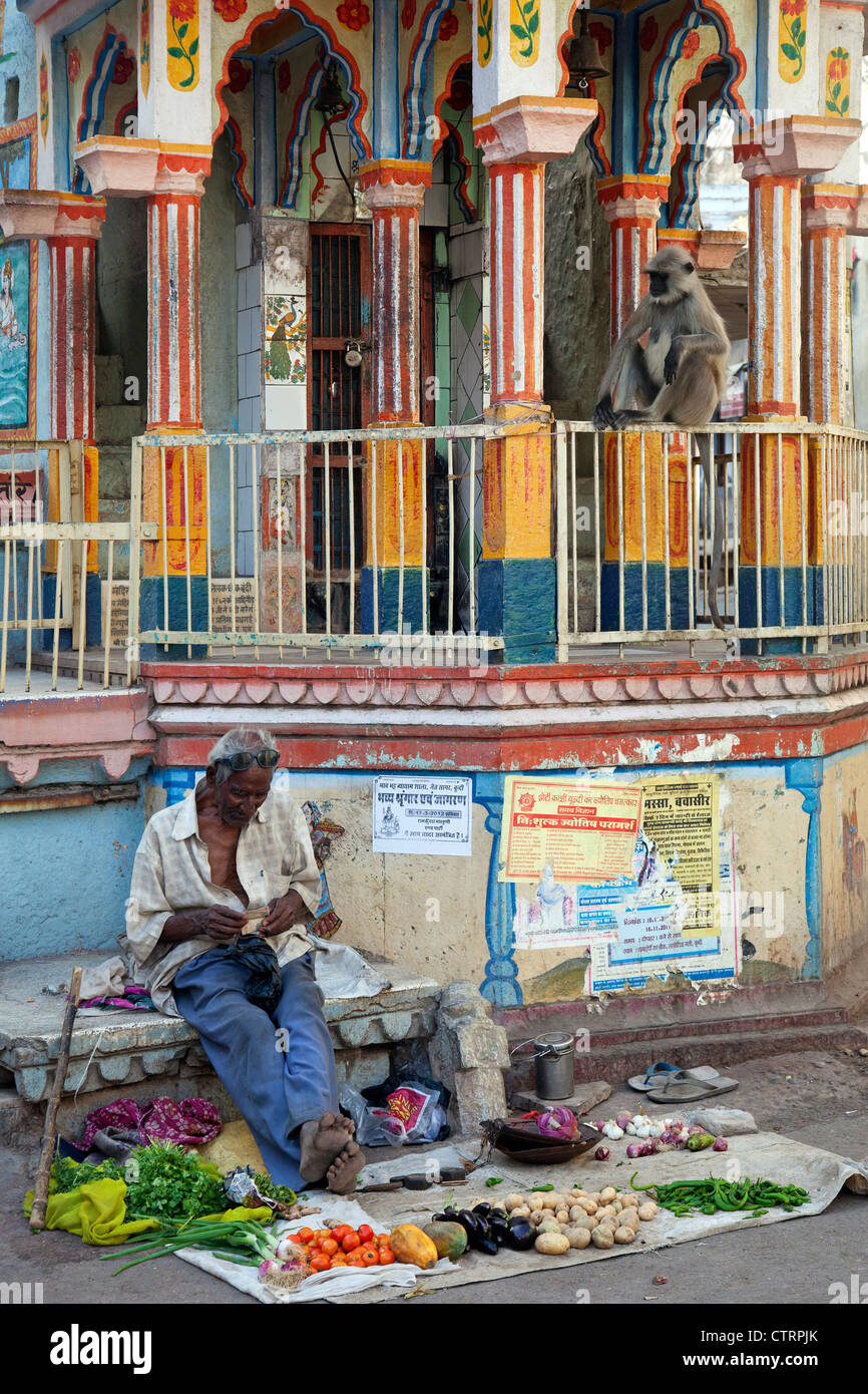 Graue Languren / Hanuman-Languren warten, Essen von Gemüse Stand am Markt in Bundi, Rajasthan, Indien zu stehlen Stockfoto