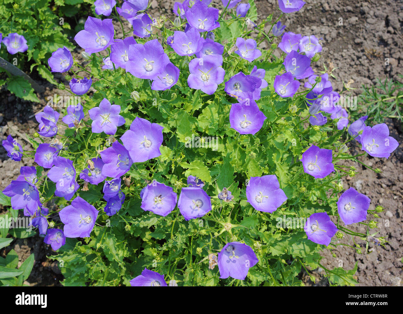 Campanula Carpatica Grasbüschel Glockenblume Karpaten Glockenblume Stockfoto