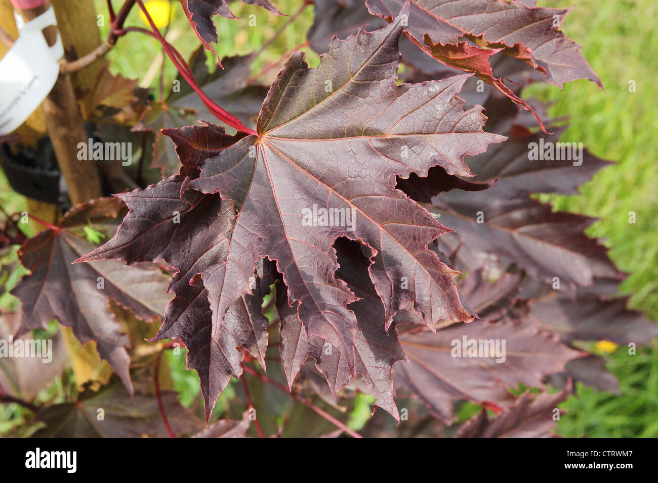 Spitz-Ahorn Acer Platanoides "Crimson Sentry" im Sommer Stockfoto