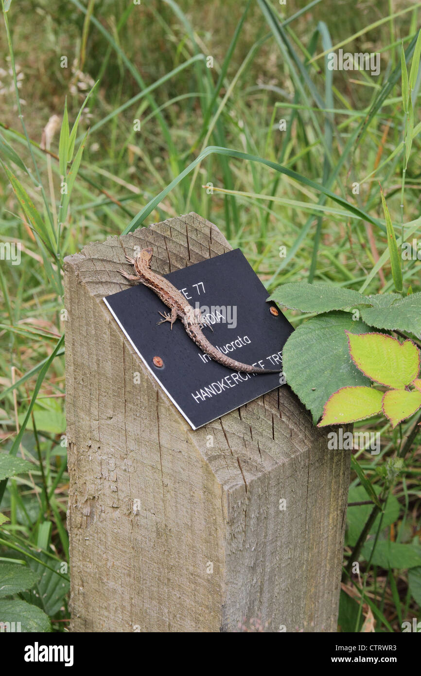 Männliche gemeinsamen oder lebendgebärend Eidechse (Lacerta Vivipara) sonnen sich auf einem hölzernen Pfosten im Sommer, UK Stockfoto