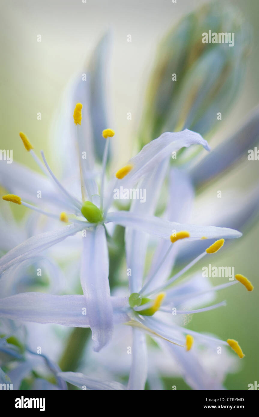 Camassia Cusickii, Camassia Quamash, blau. Stockfoto