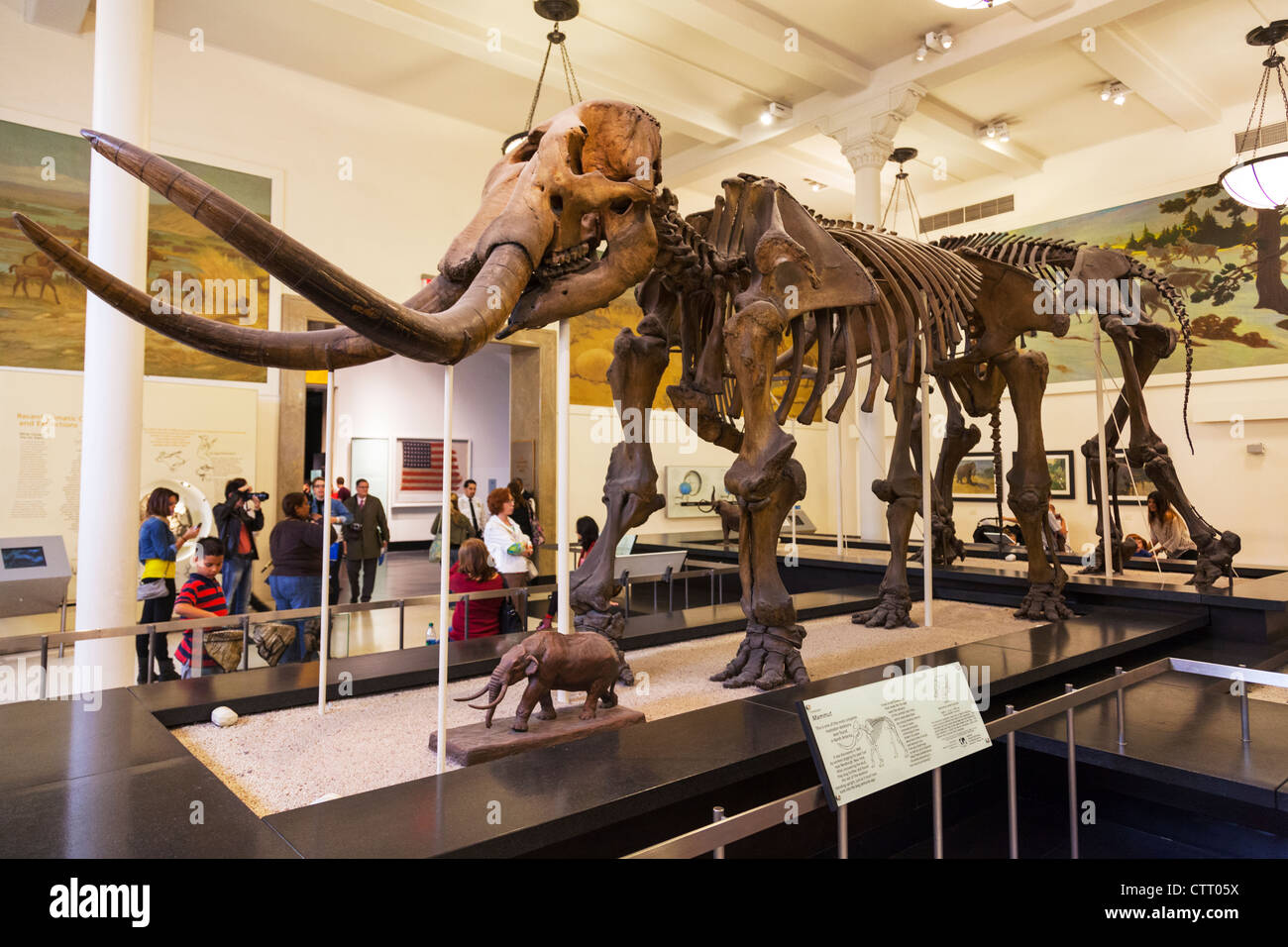 Natural History Museum New York City Skelett Dinosaurier Abschnitt vollständige Skelette von prähistorischen Tieren Stockfoto