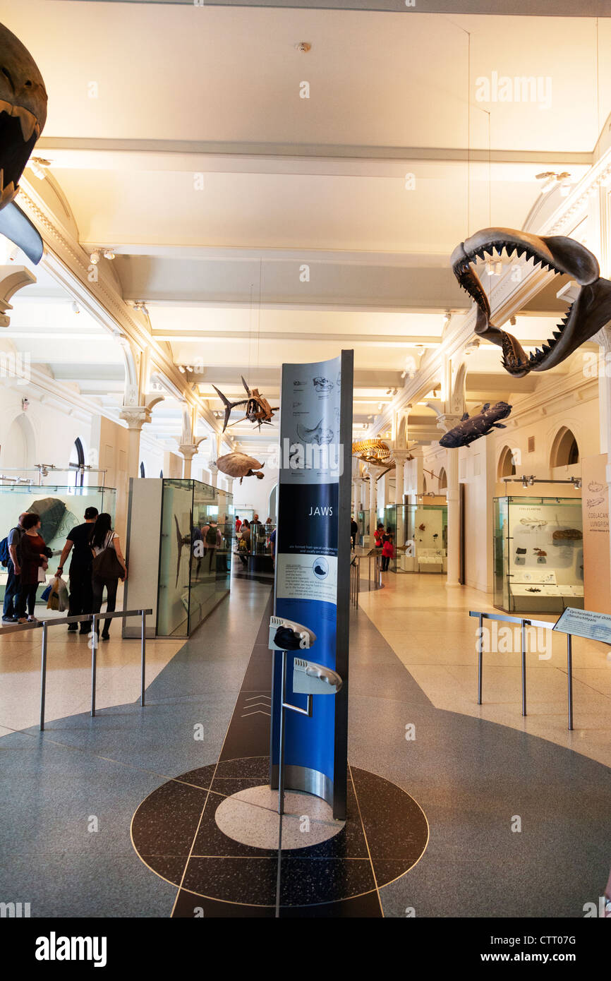 Natural History Museum New York City Skelett Dinosaurier Abschnitt vollständige Skelette von prähistorischen Tieren Stockfoto