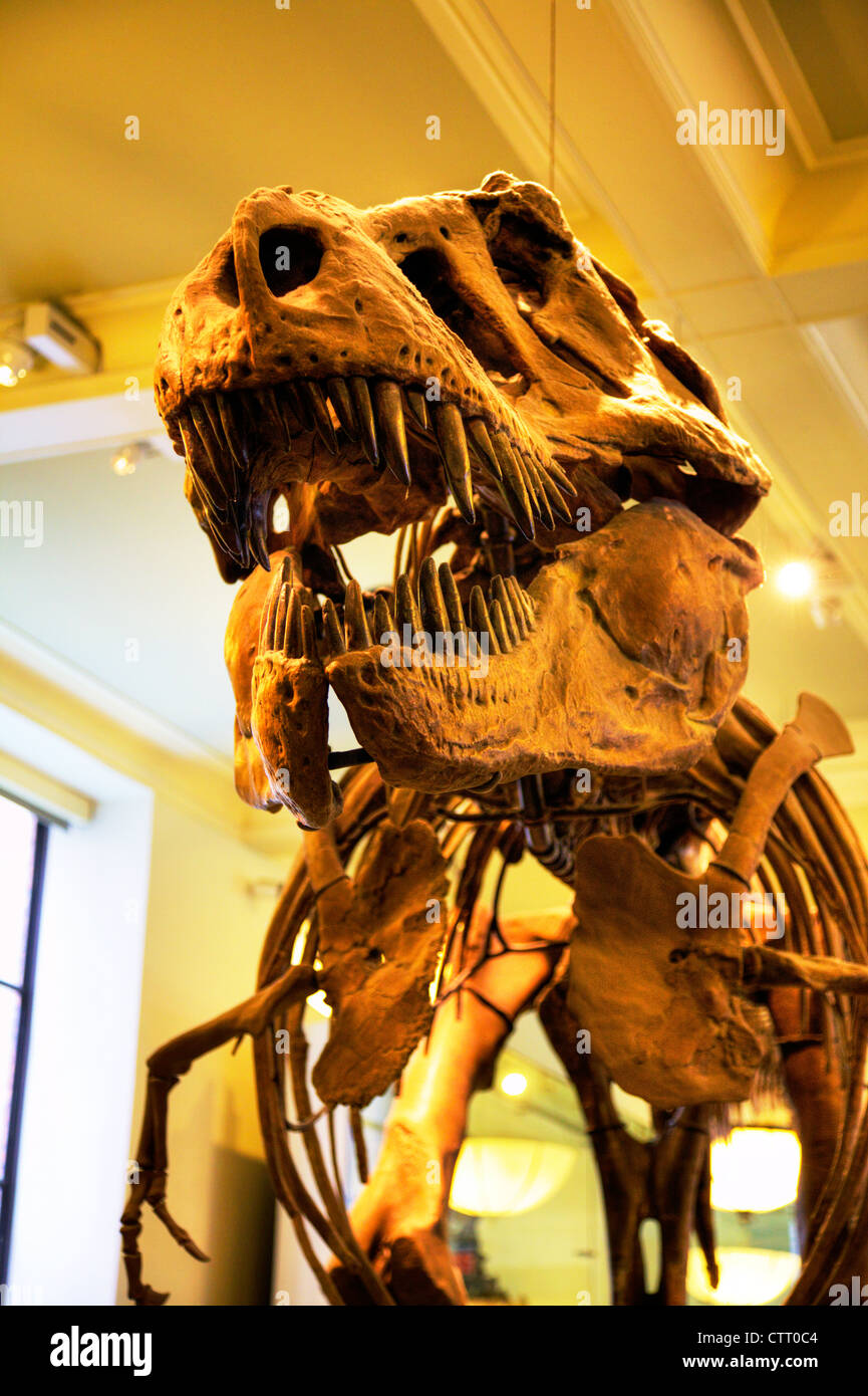 New York City Natural History Museum Tyrannosaurus Rex Skelett Dinosaurier-Kopf und Zähne zeigen, t-Rex Stockfoto