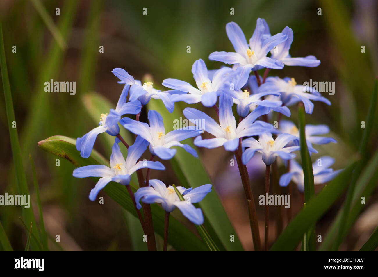 Chionodoxa Luciliae, Glory-of-the-snow, blau. Stockfoto