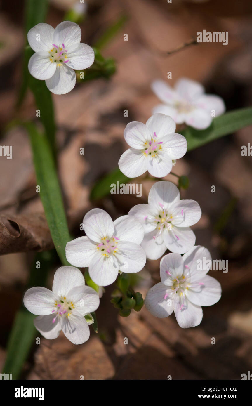Claytonia Virginica, Frühjahr Schönheit, weiß. Stockfoto