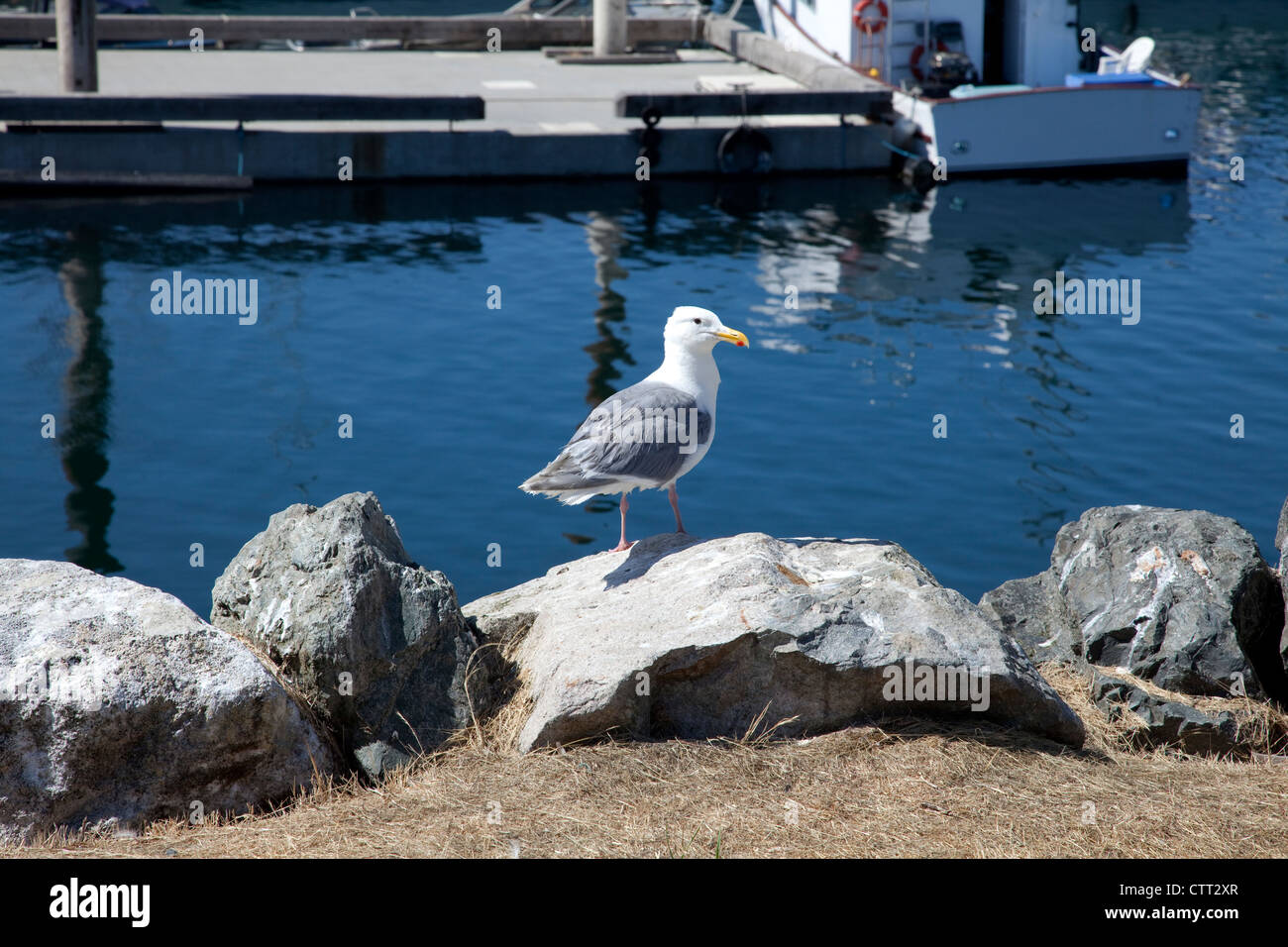 Möwe auf Felsen am French Creek, Vancouver Island, BC Stockfoto