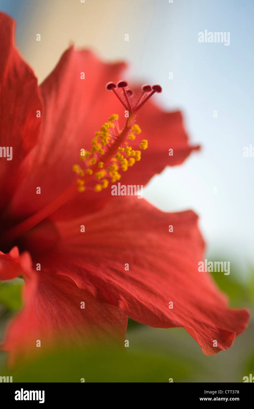 Hibiscus Rosa-Sinensis, Hibiskus, rot. Stockfoto