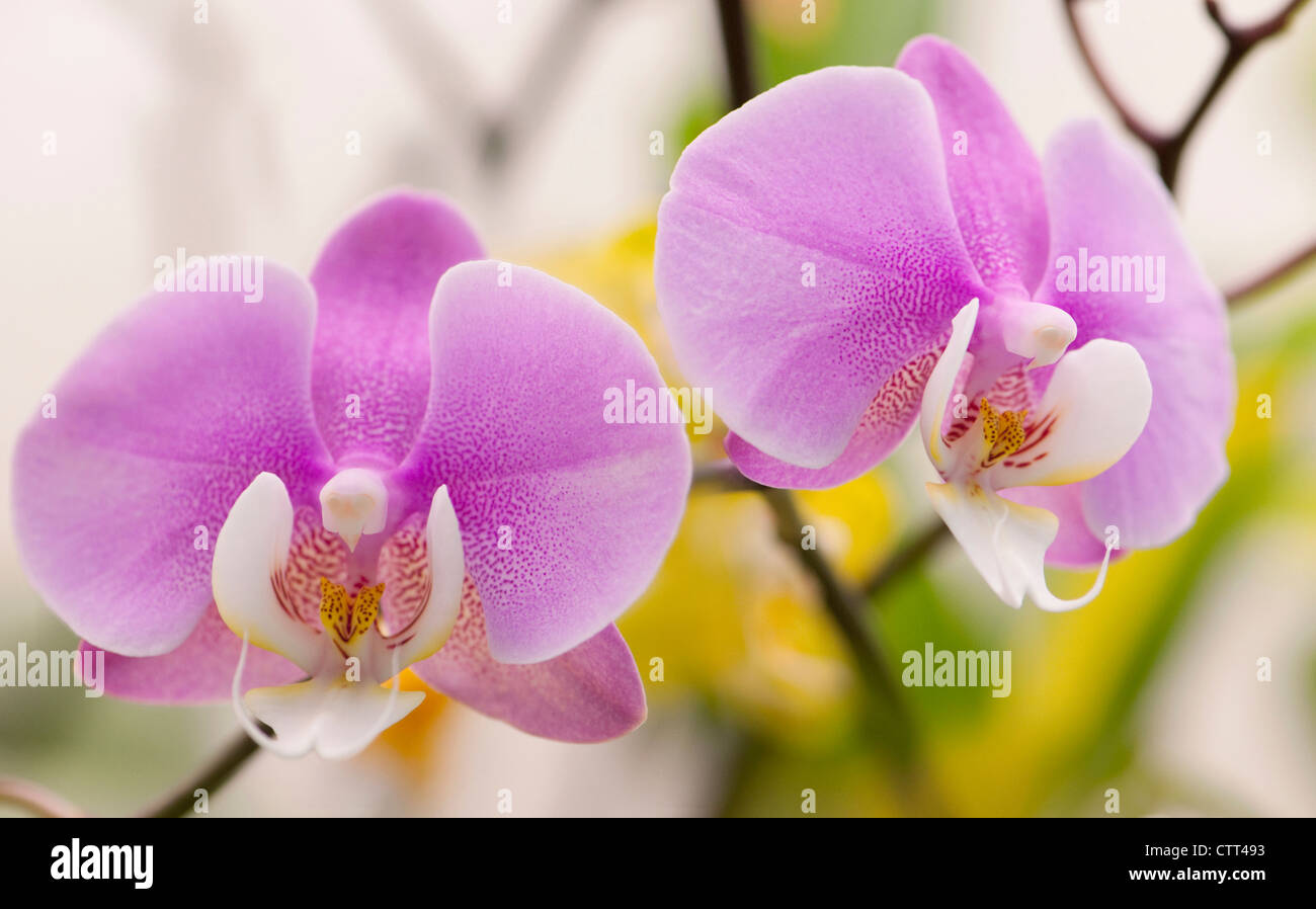 Sorte Phalaenopsis, Orchidee, Motte Orchidee, rosa. Stockfoto