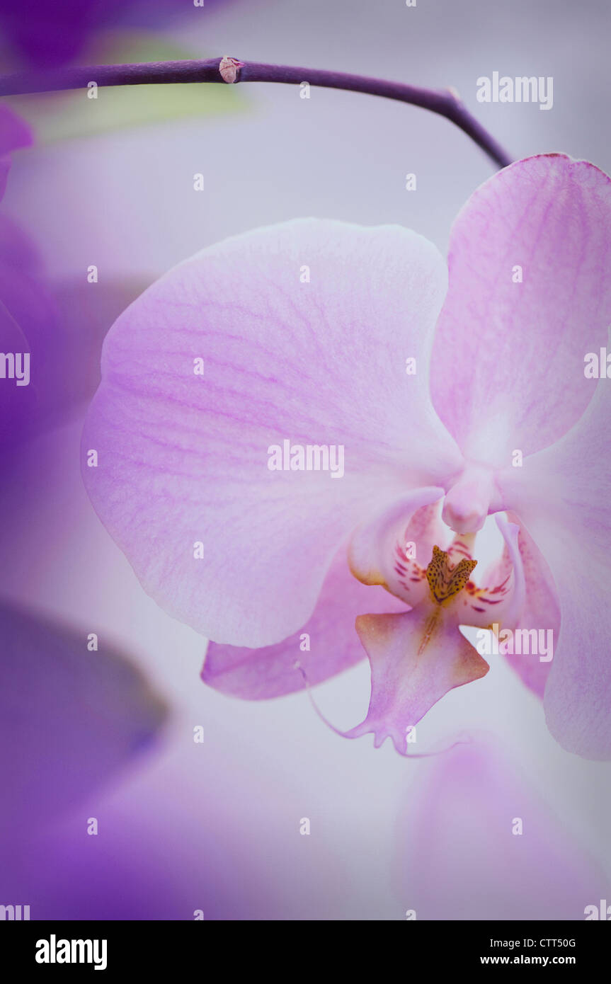 Sorte Phalaenopsis, Orchidee, Motte Orchidee, rosa. Stockfoto