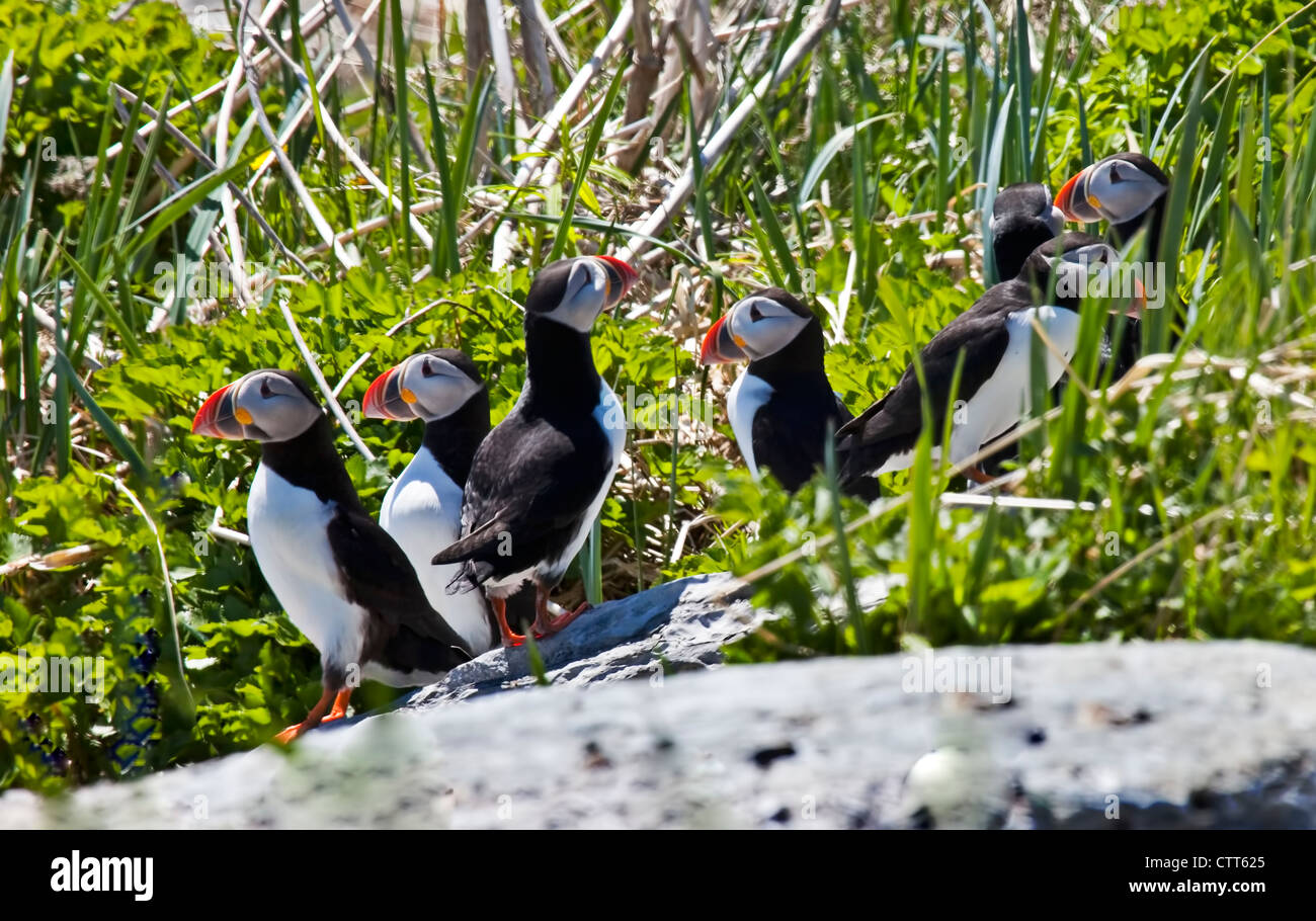 Papageientaucher, Fratercula Arctica, Mingan Archipel Nationalpark, Reserve de Parc National de L'Archipel de Mingan, Duplessis, Nort Stockfoto