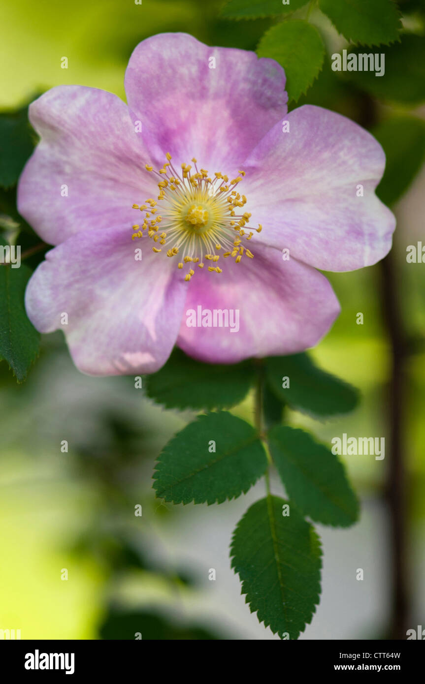 Rosa-Arten, Rose, Wild rose, Hundsrose, rosa. Stockfoto