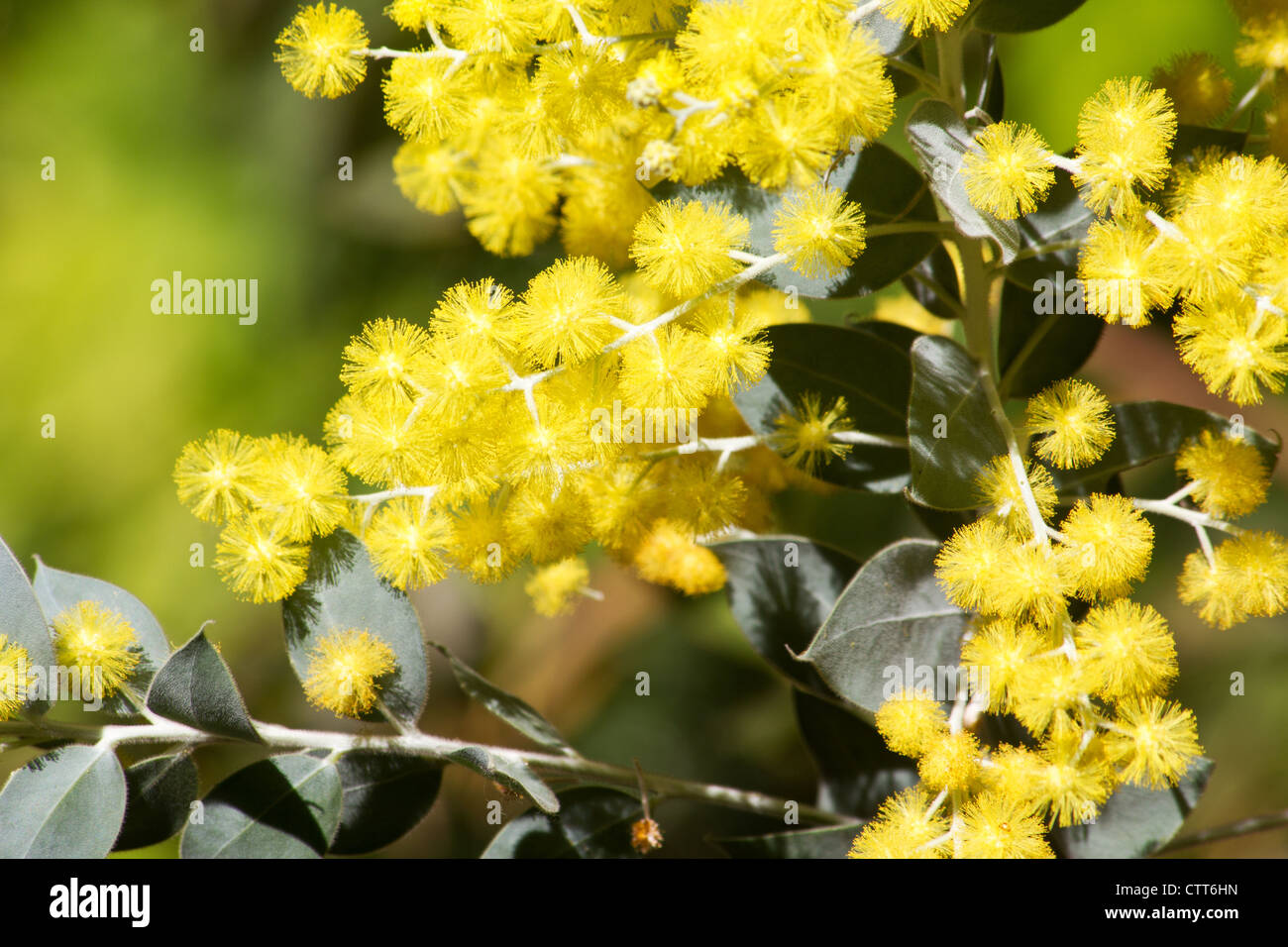 Perle Akazie (Acacia Podalyriifolia) in voller Blüte Stockfoto