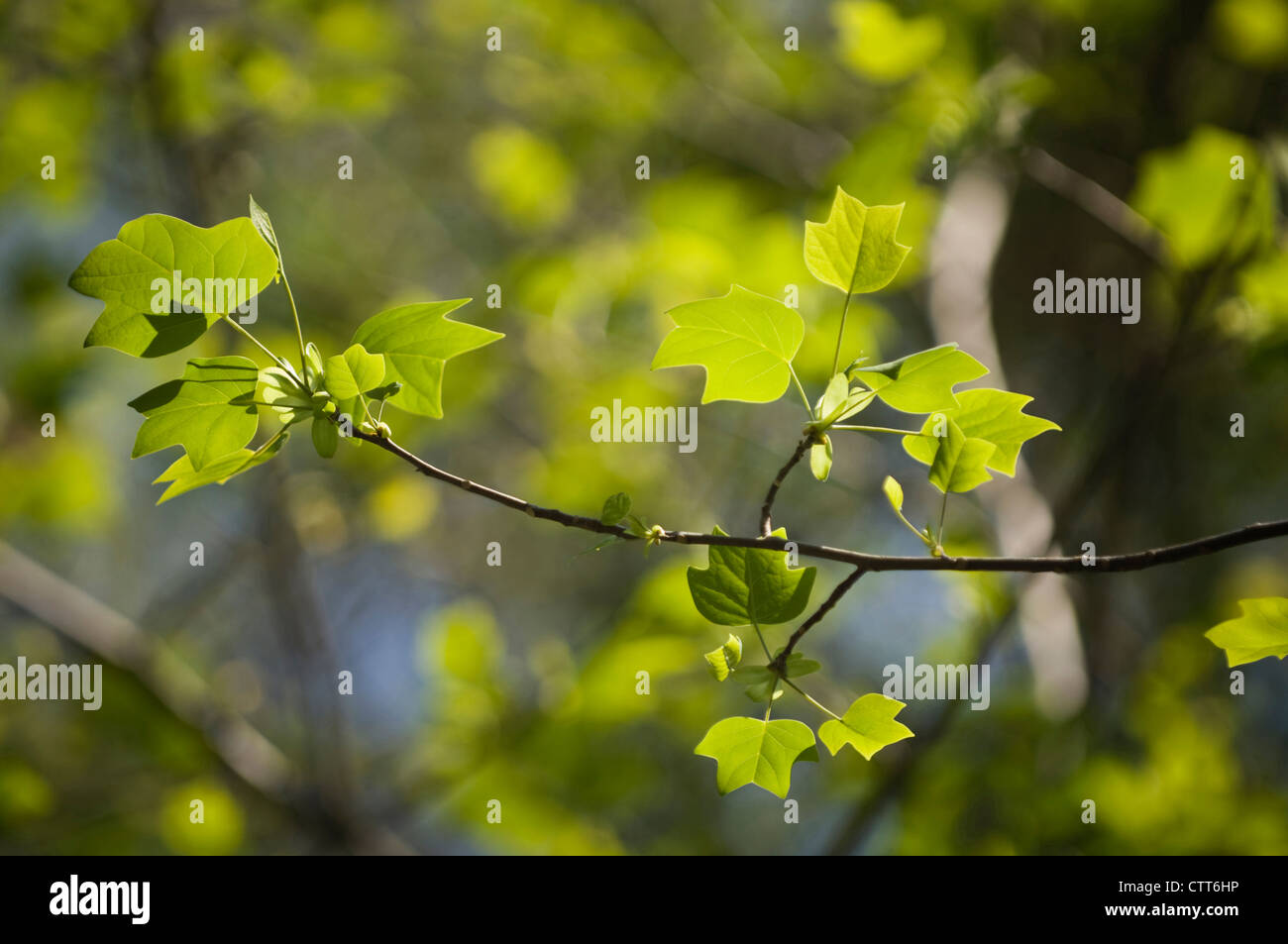 Liriodendron Tulipifera, Tulpenbaum, grün. Stockfoto