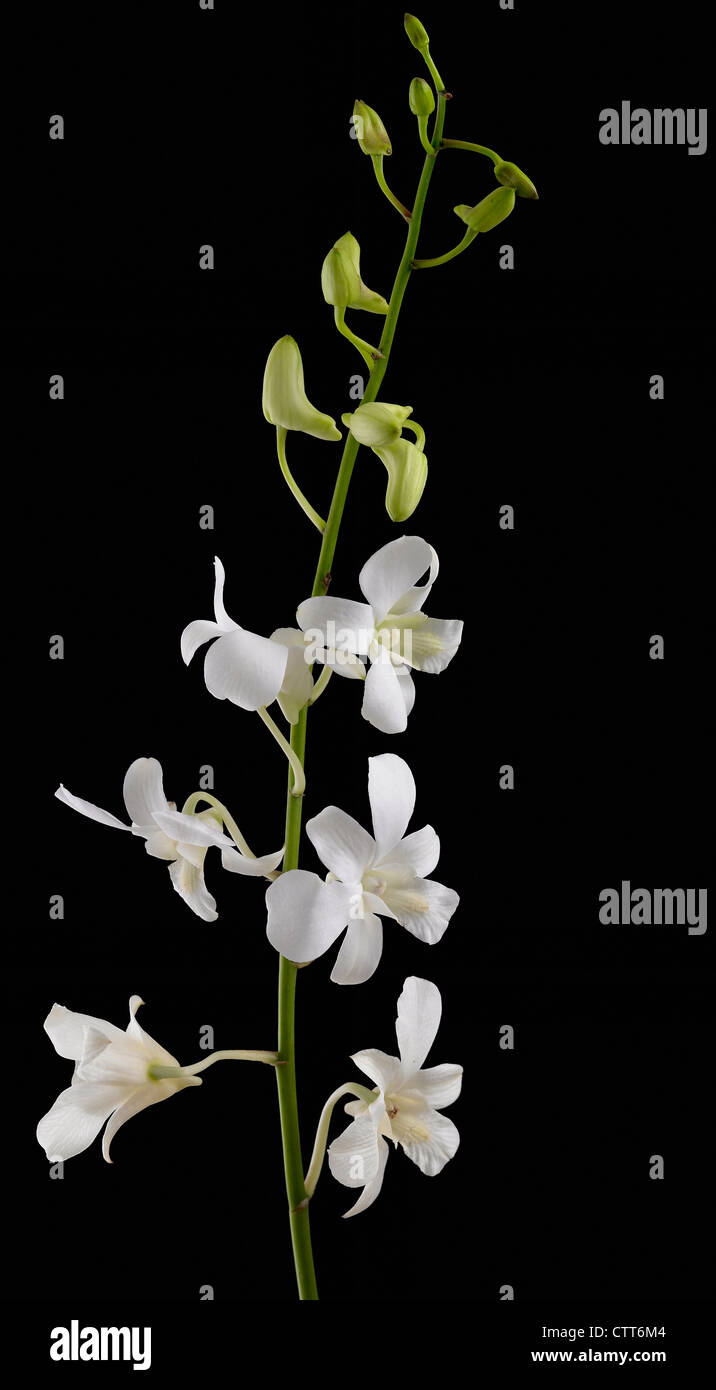 Dendrobium 'Wohn(t)Räume weiß', Orchidee, weiß, schwarz. Stockfoto