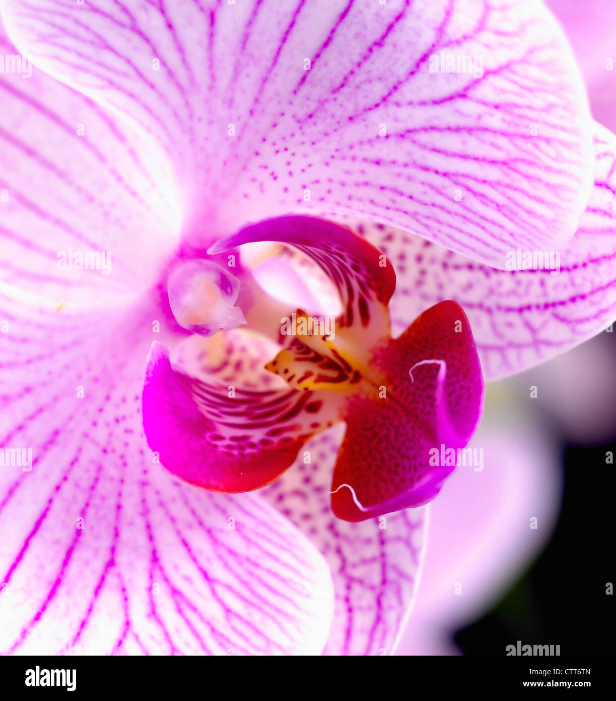"Shanghai" Phalaenopsis, Orchidee, Moth Orchid Pink. Stockfoto