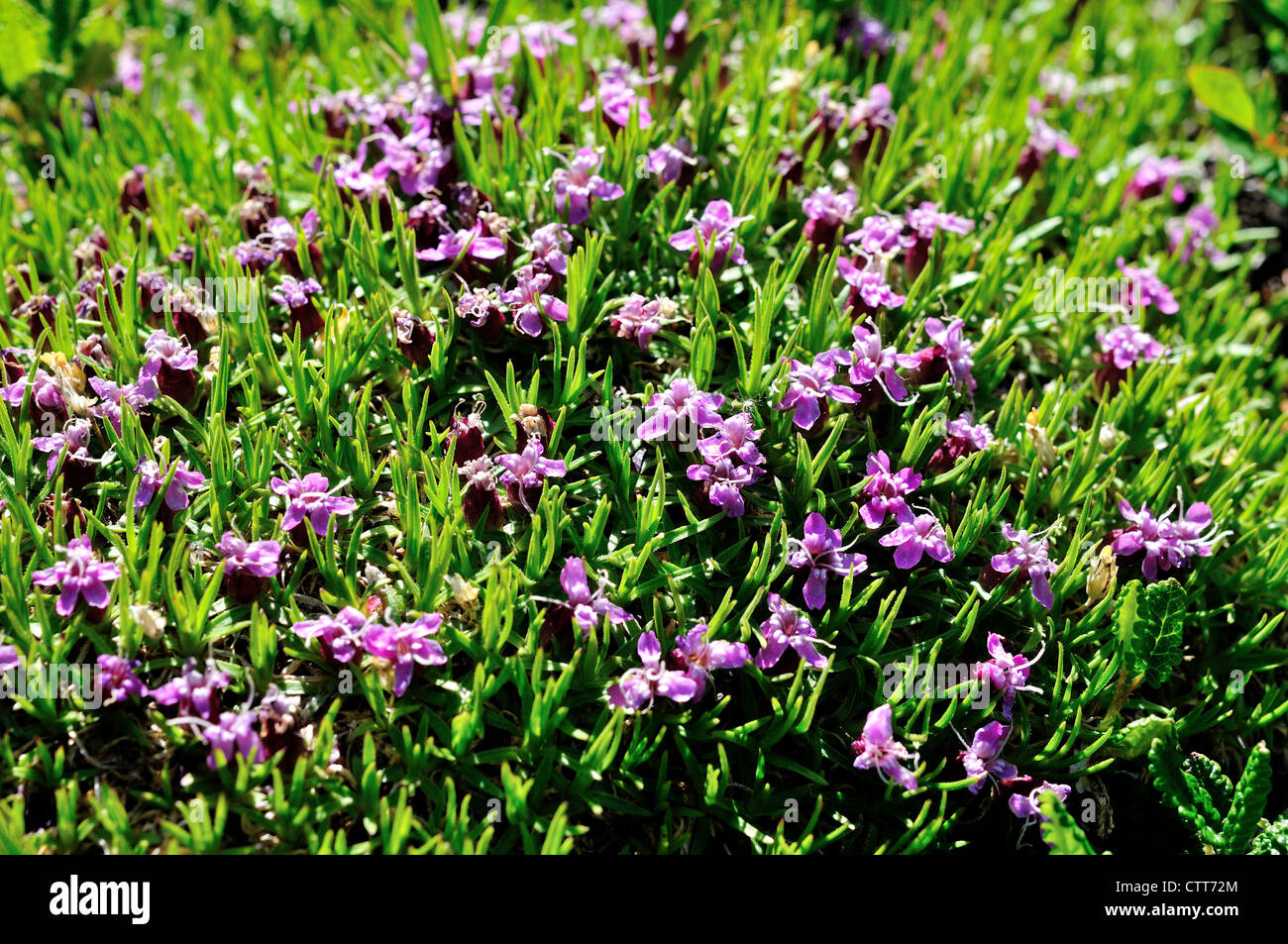 Wilde Blumen aus arktischen Vegetation. Denali Nationalpark und Reservat, Alaska, USA. Stockfoto