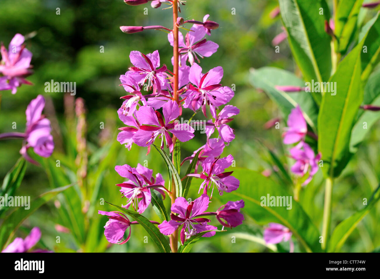 Nahaufnahme Bild von Weidenröschen Blumen, Alaska Zustandblume. Denali Nationalpark und Reservat, Alaska, USA Stockfoto