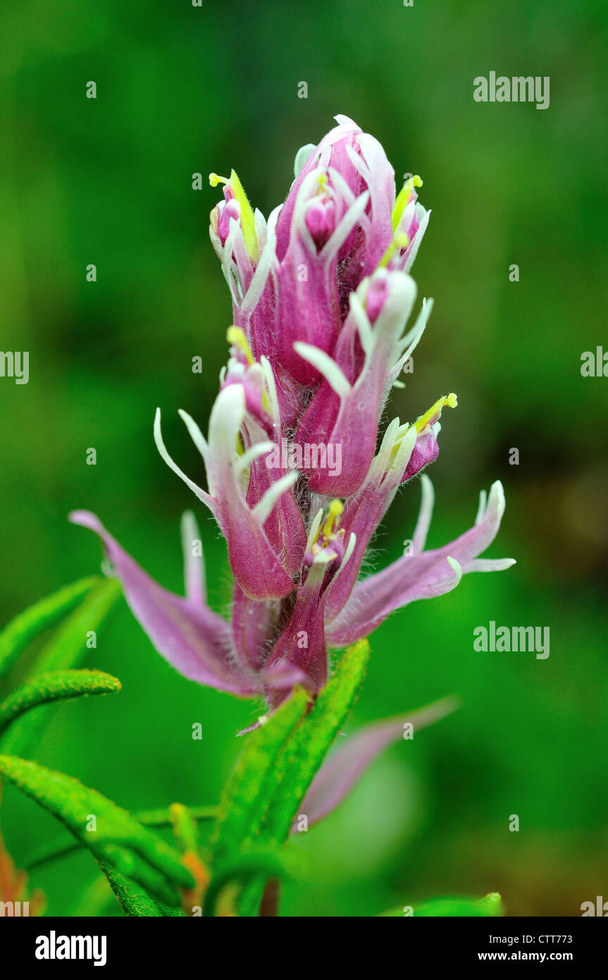 Wilde Blume. Denali Nationalpark und Reservat, Alaska, USA. Stockfoto