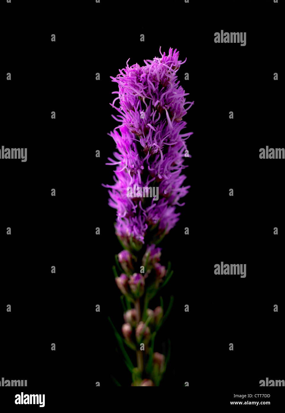 Liatris Spicata, Gayfeather, lila, schwarz. Stockfoto