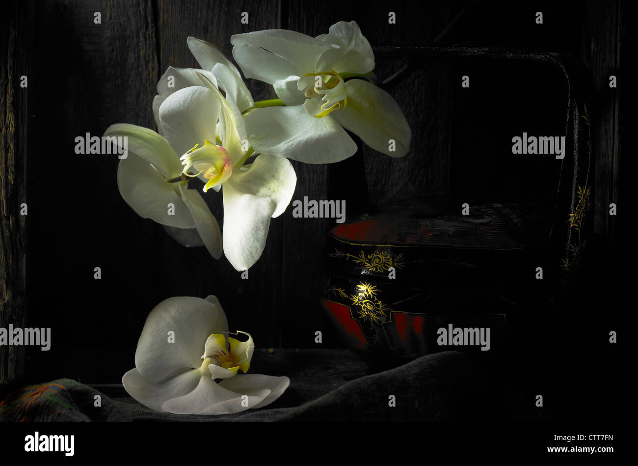 Phalaenopsis Amabilis, weiße Motte Orchidee Blüten mit einem schwarzen Hintergrund. Stockfoto