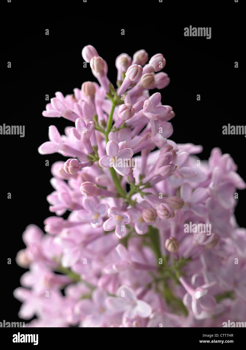 Sorte Syringa, Flieder, lila, schwarz. Stockfoto