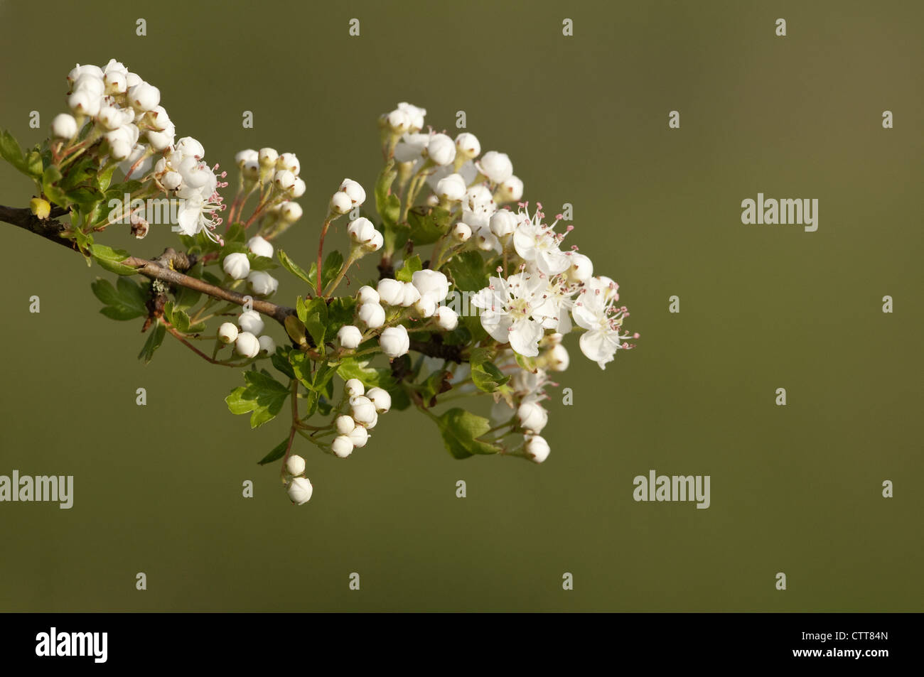 Crataegus Sorte, Weißdorn, weiß, grün. Stockfoto