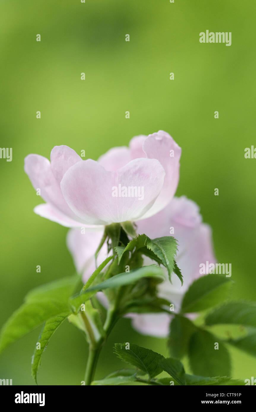 Rosa Canina, Rose, Wild rose, Dog rose, Pink, grün. Stockfoto
