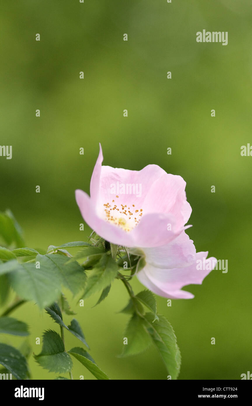 Rosa Canina, Rose, Wild rose, Dog rose, Pink, grün. Stockfoto