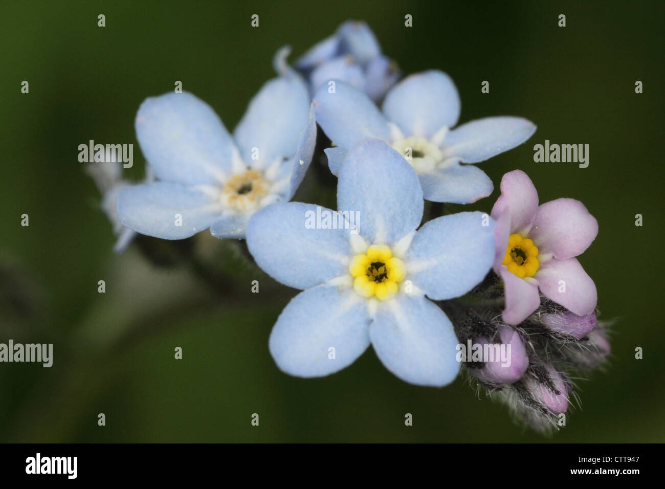 Vergissmeinnicht-Cluster Stockfoto