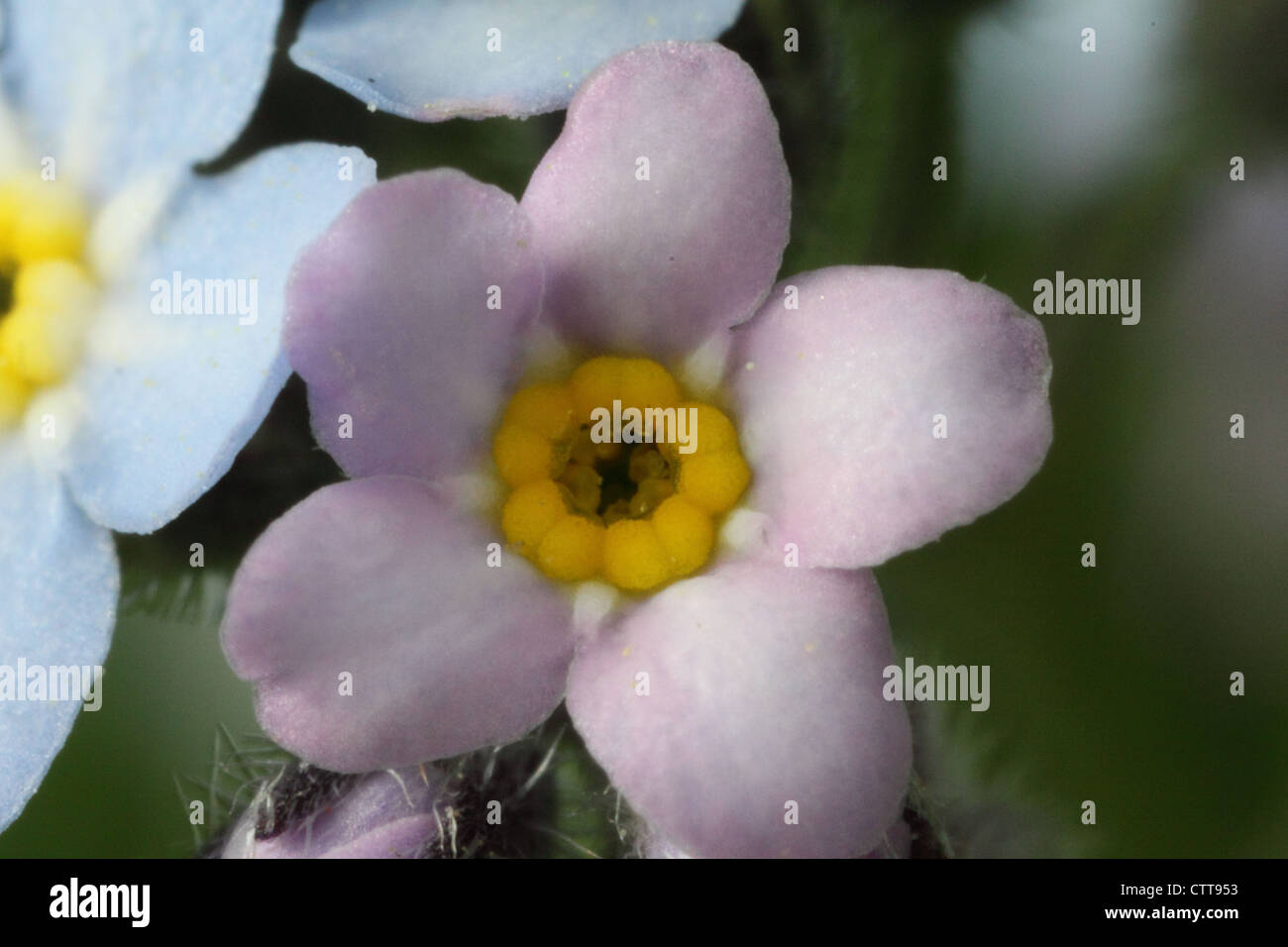 Rosa Vergißmeinnicht Blume Stockfoto