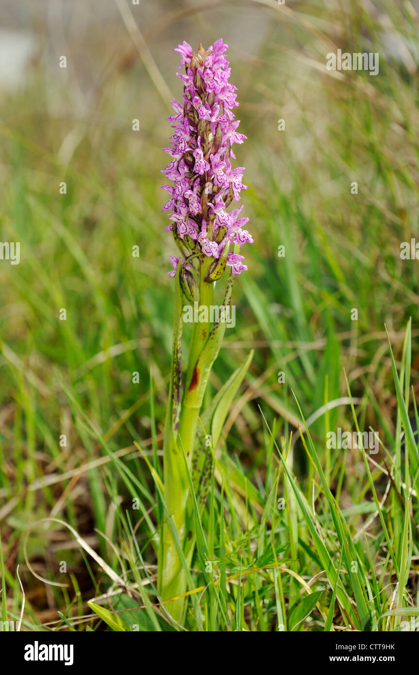 Gesprenkelt Knabenkraut - Dactylorhiza Wurzelsud Cruenta Vollpflanzen Stockfoto