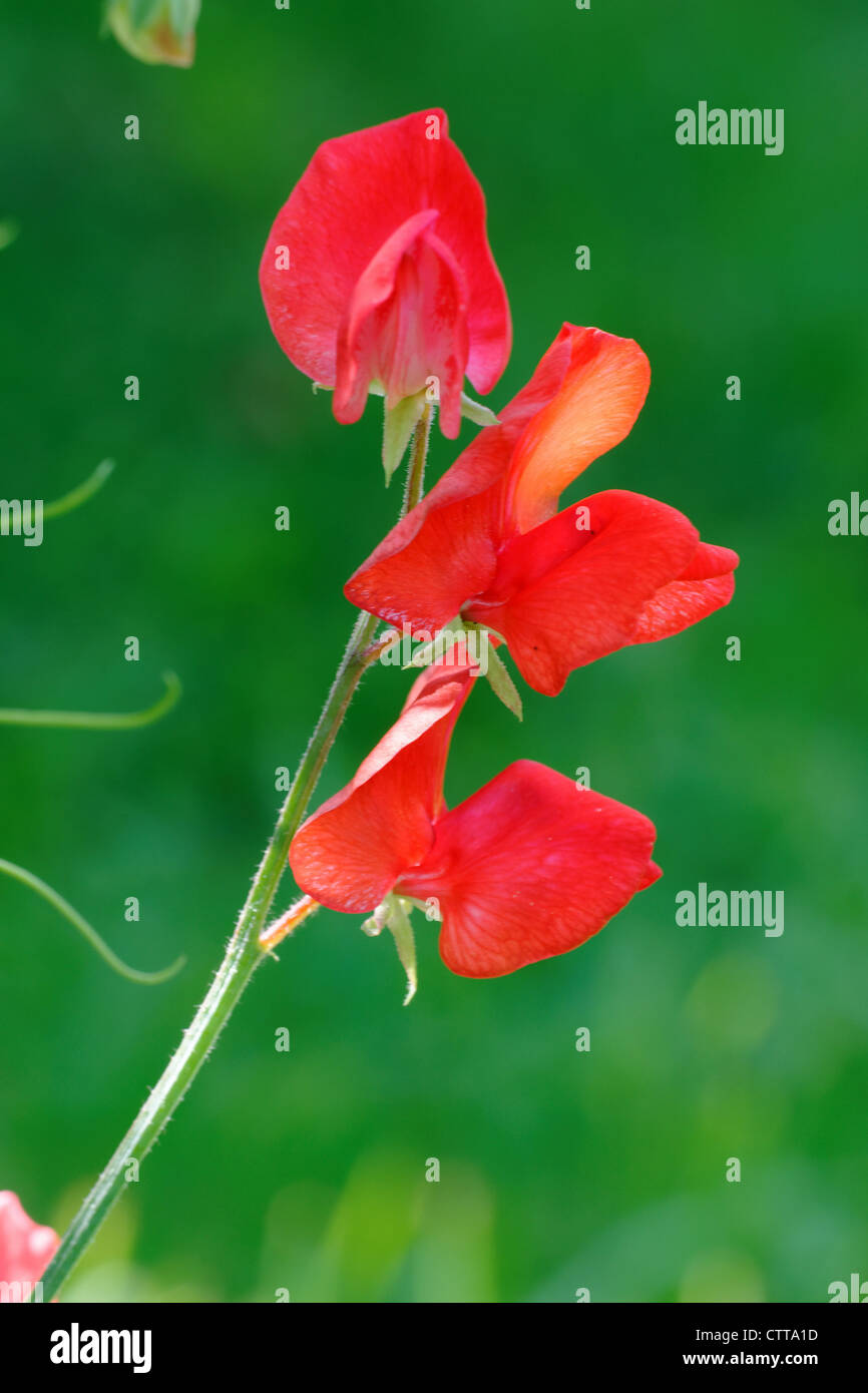 Rote Blumen Duftende Platterbse (Lathyrus man) Stockfoto