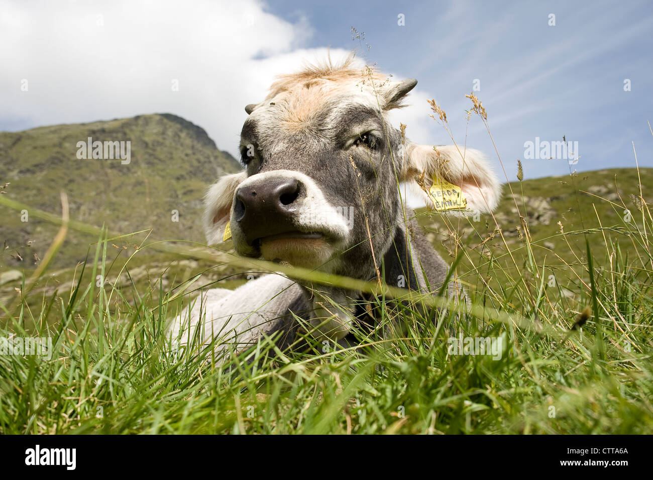 Rinde kuhmuca rindvieh Fotos und Bildmaterial in hoher Auflösung Alamy