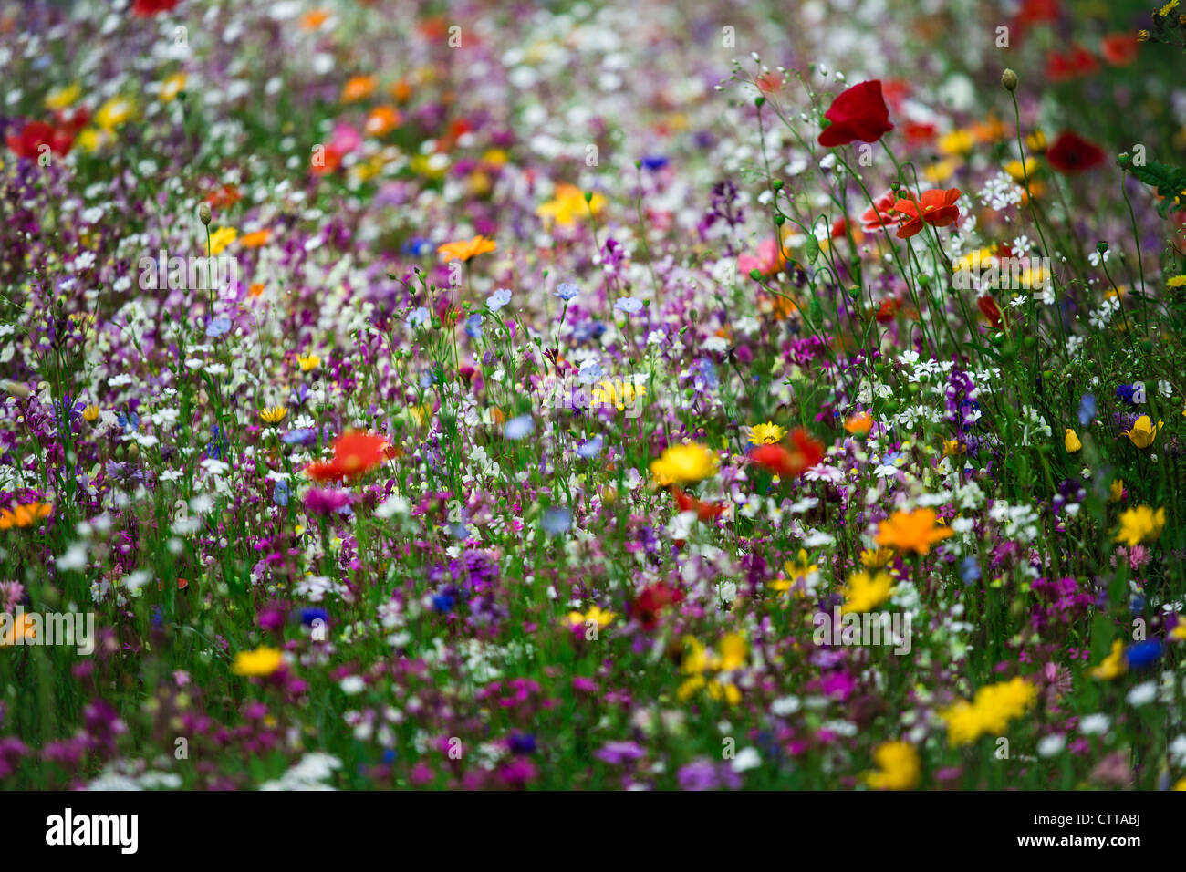 Wilde Blumen wachsen in Birmingham, UK Stockfoto