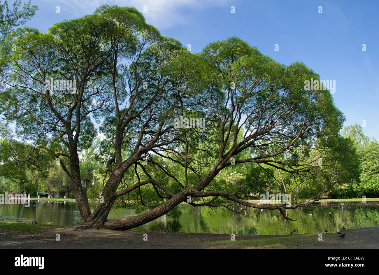 Verbreitung der Baum in der Nähe von Seenlandschaft Stockfoto