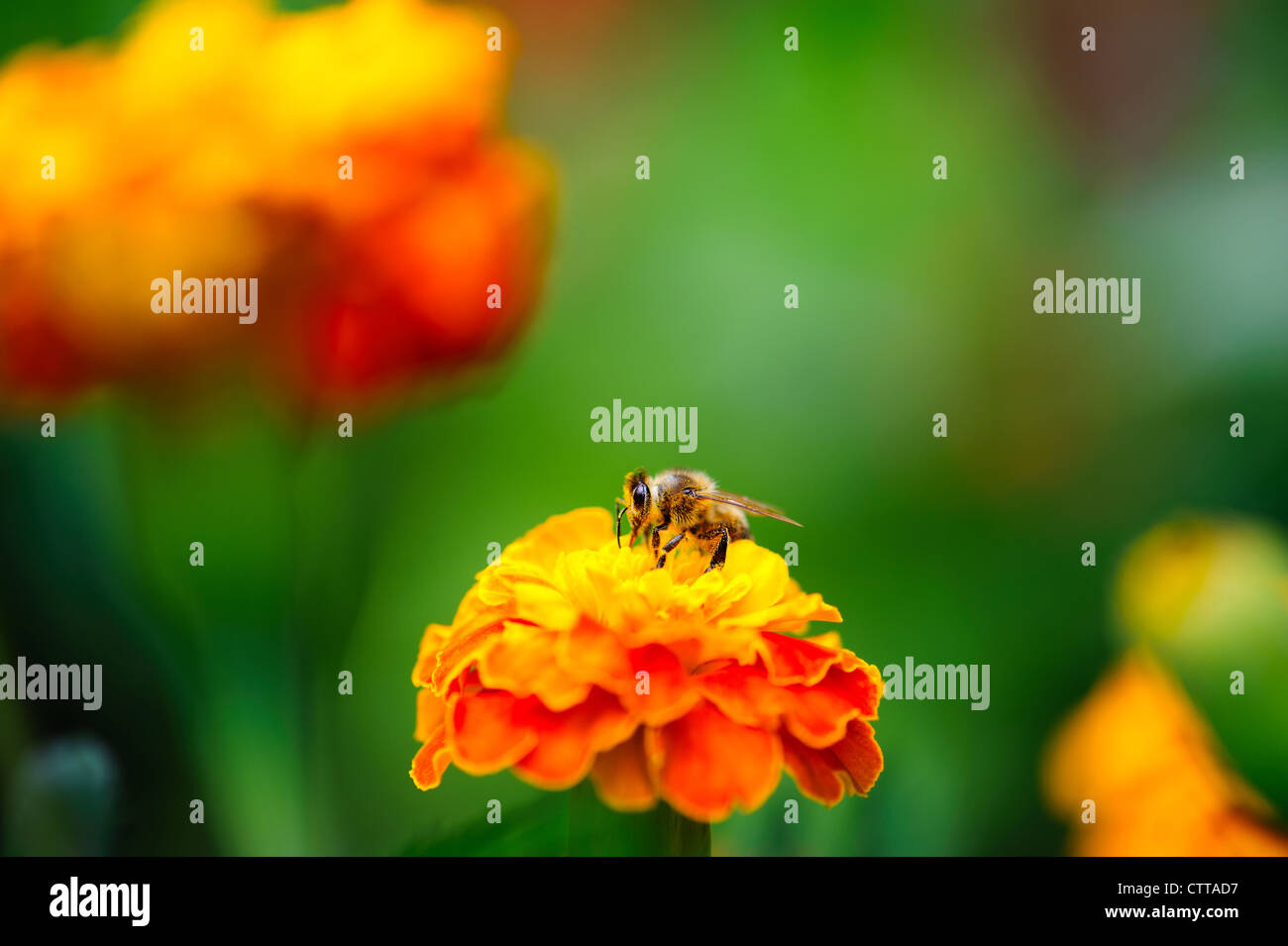 Makroaufnahme Bienenarten sammeln Pollen von Calendula Blume in der Natur Stockfoto