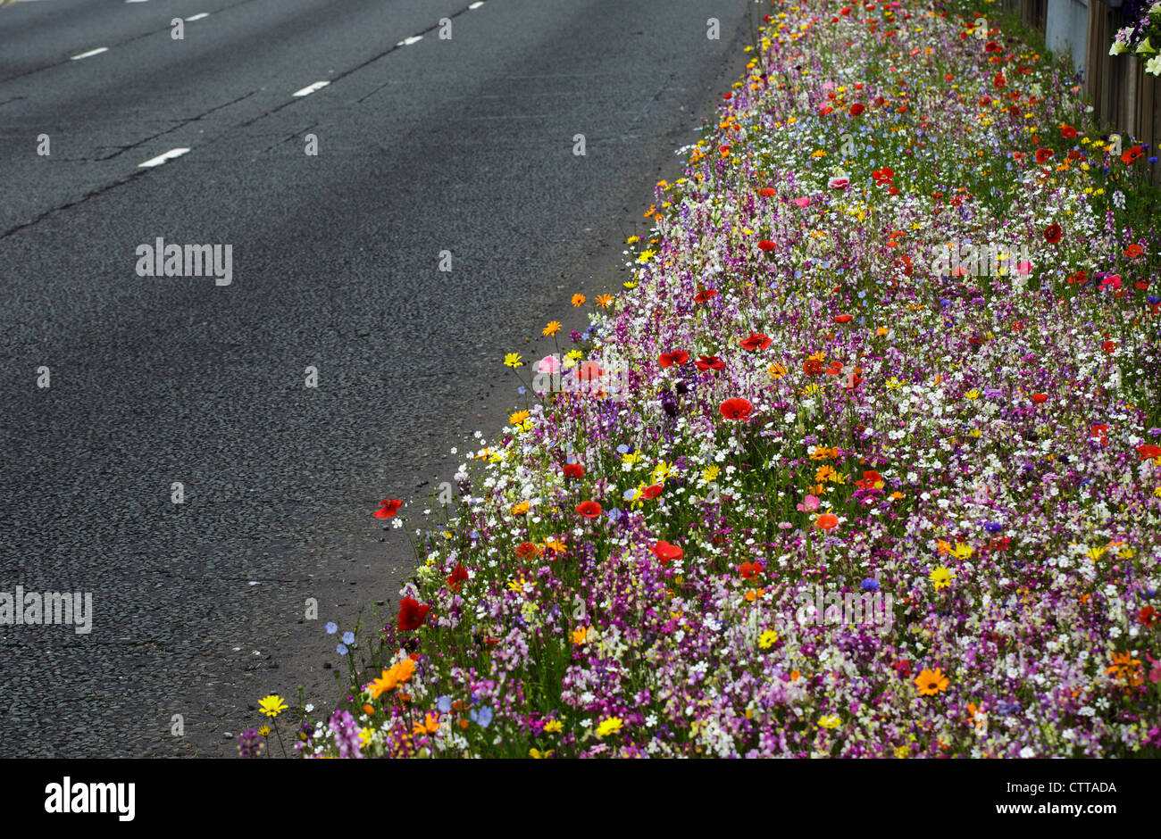 Wilde Blumen wachsen von einem Straßenrand in Birmingham, UK Stockfoto