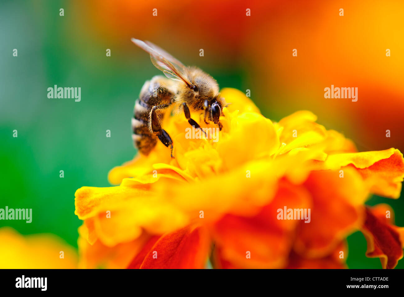 Makroaufnahme Bienenarten sammeln Pollen von Calendula Blume in der Natur Stockfoto